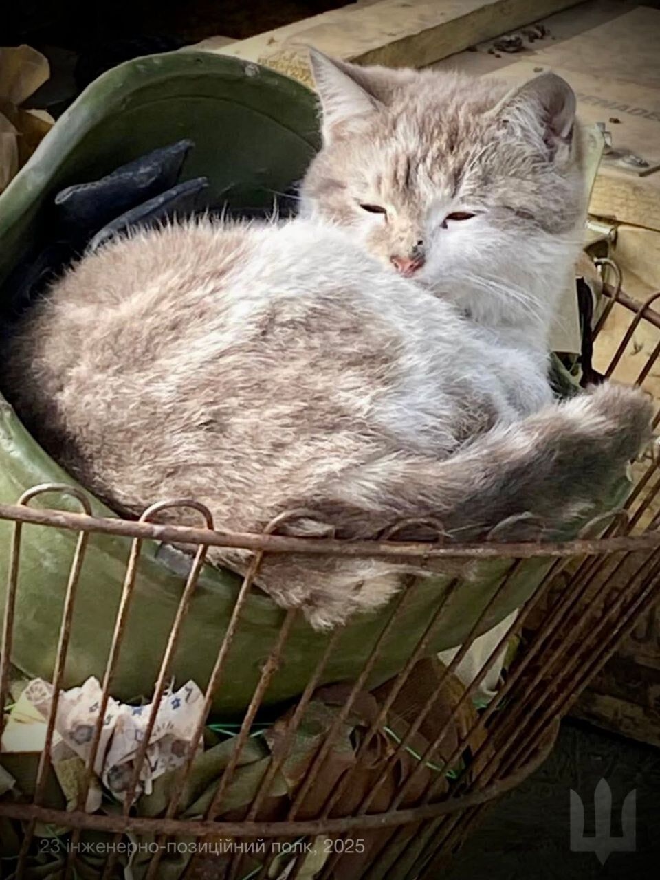 Пушистые талисманы: в Генштабе показали, как котики оберегают бойцов на фронте. Фото
