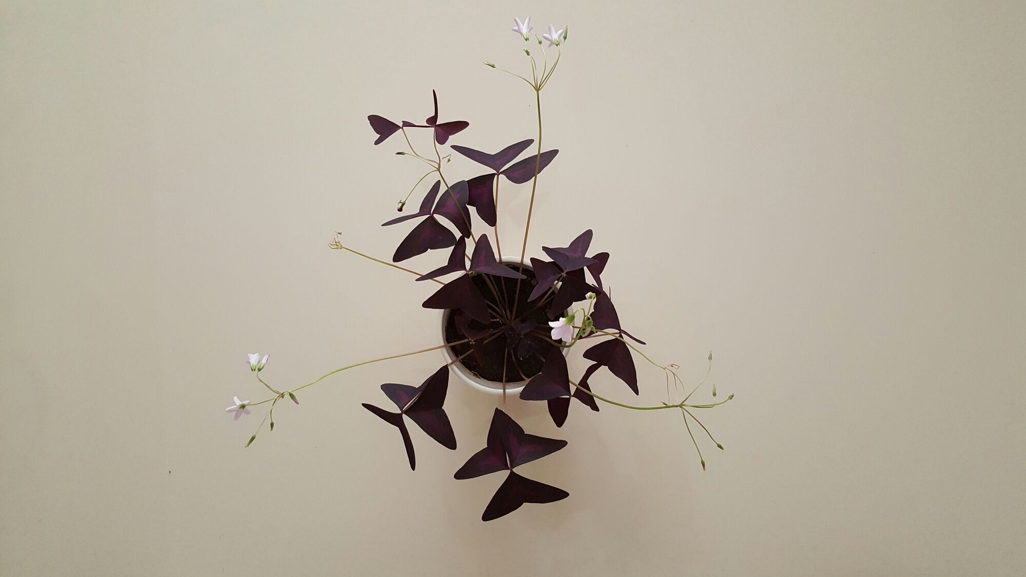 Покращують самопочуття: експерт назвав рослини, які потрібні у кожному домі