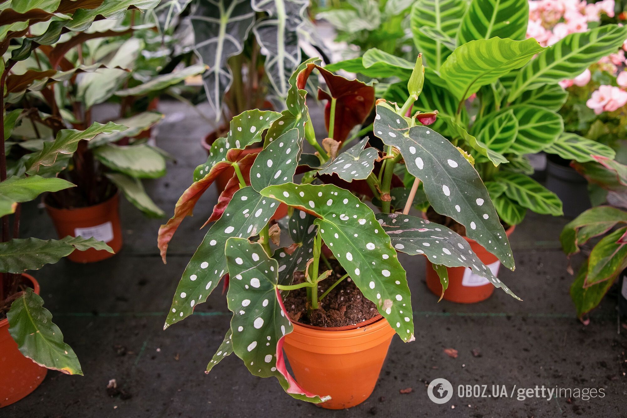 Покращують самопочуття: експерт назвав рослини, які потрібні у кожному домі