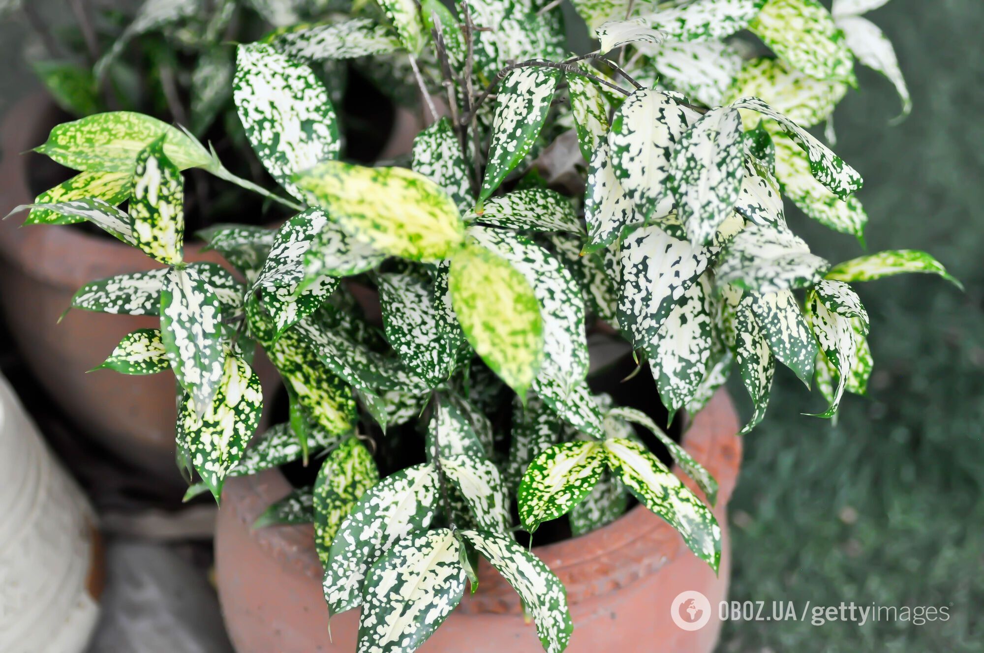 Покращують самопочуття: експерт назвав рослини, які потрібні у кожному домі