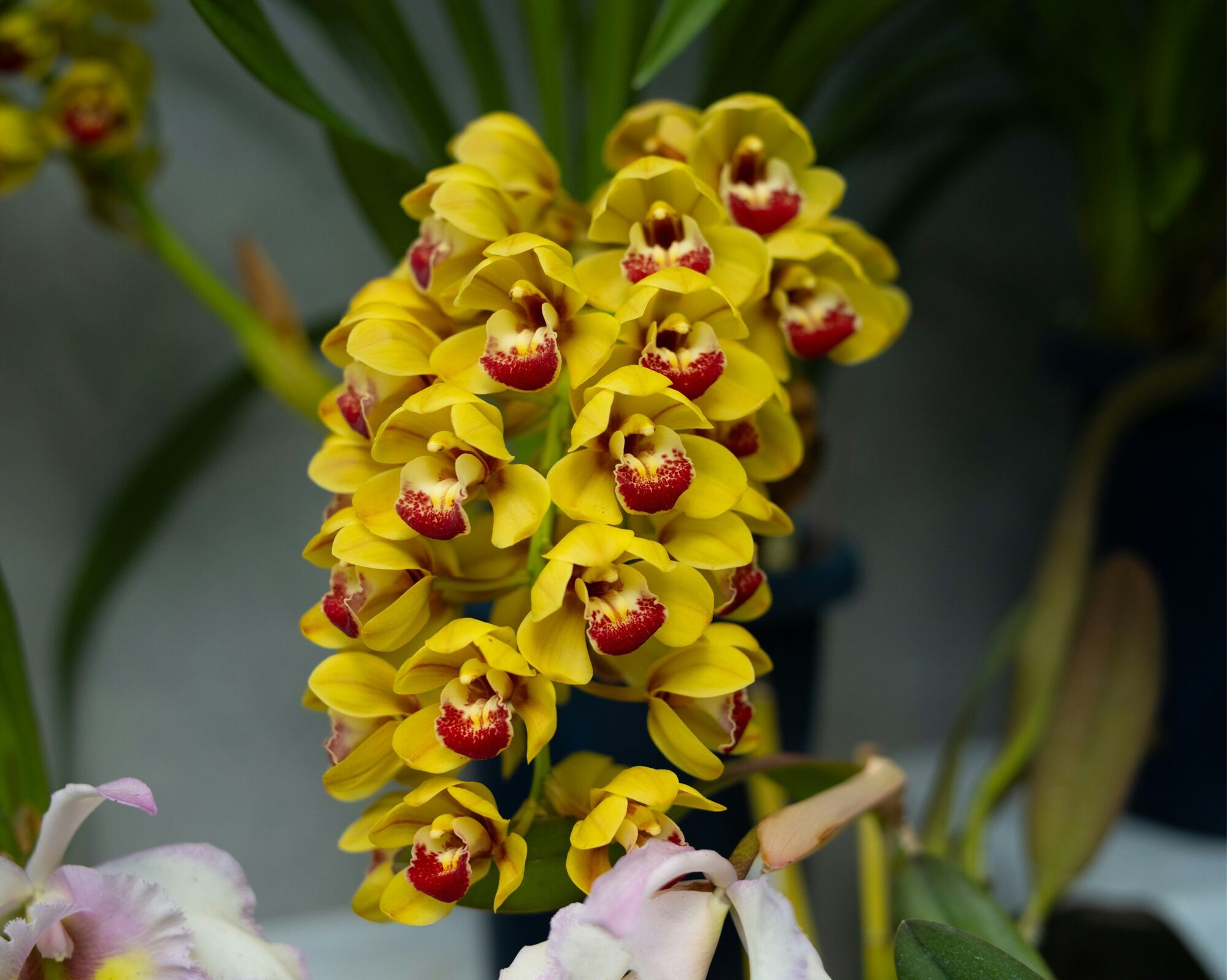 Покращують самопочуття: експерт назвав рослини, які потрібні у кожному домі