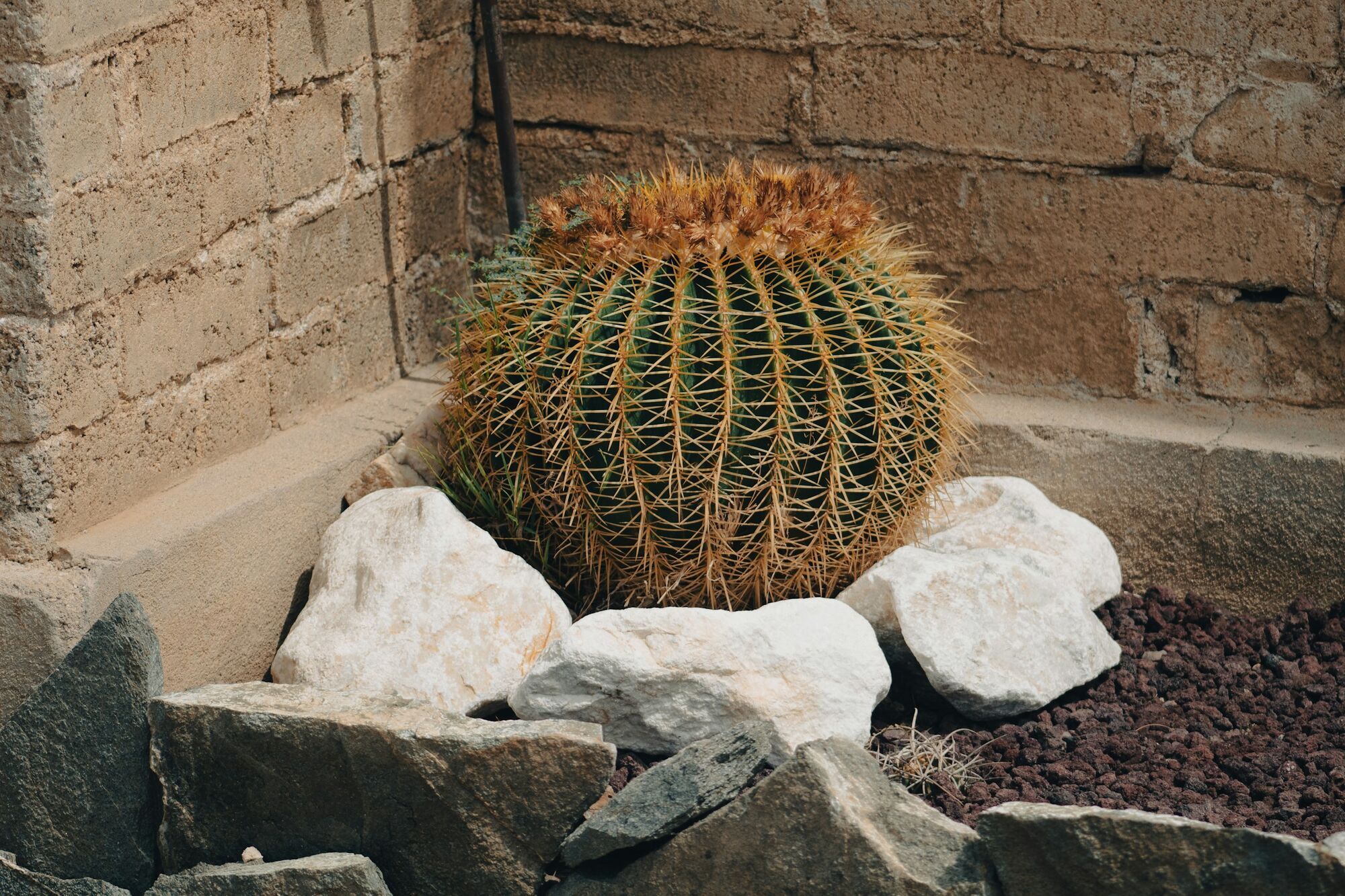 Могут расти более 50 лет: названы самые выносливые суккуленты