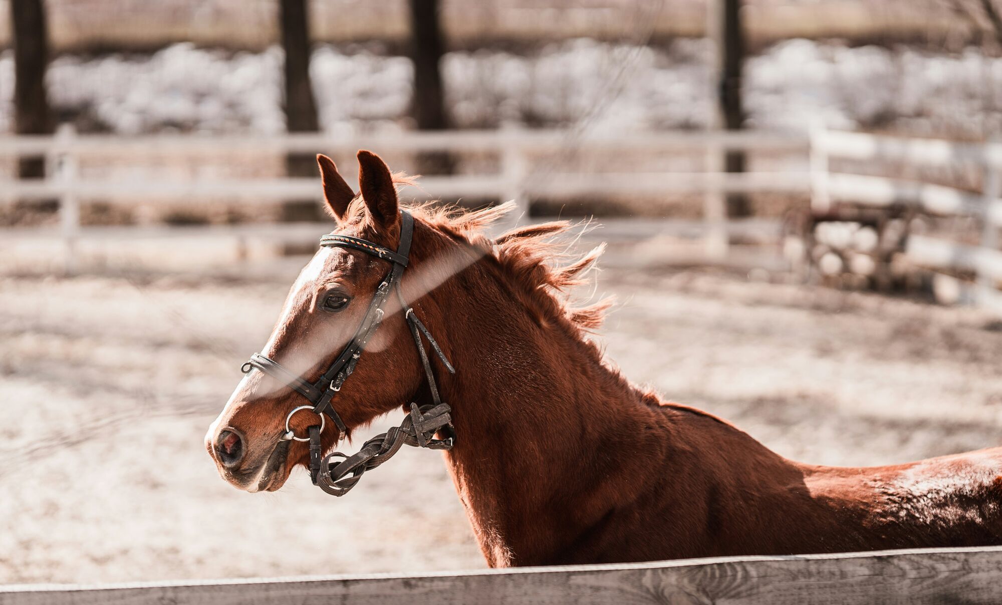 Почему лошади, когда потеют, покрываются мыльной пеной: есть объяснение