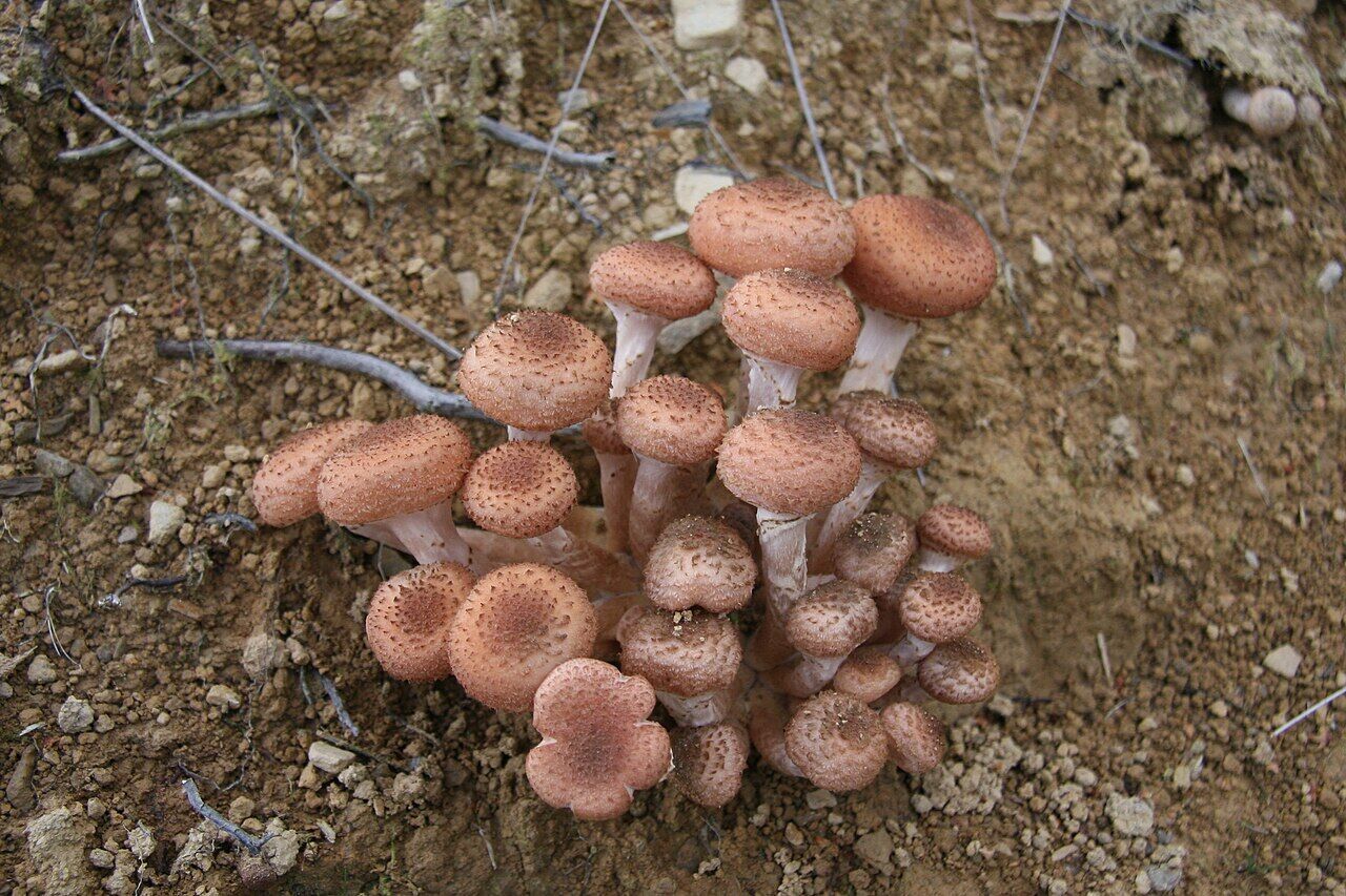 В Карпатах нашли впечатляющие места, где растут опята: вы такого еще не видели. Фото