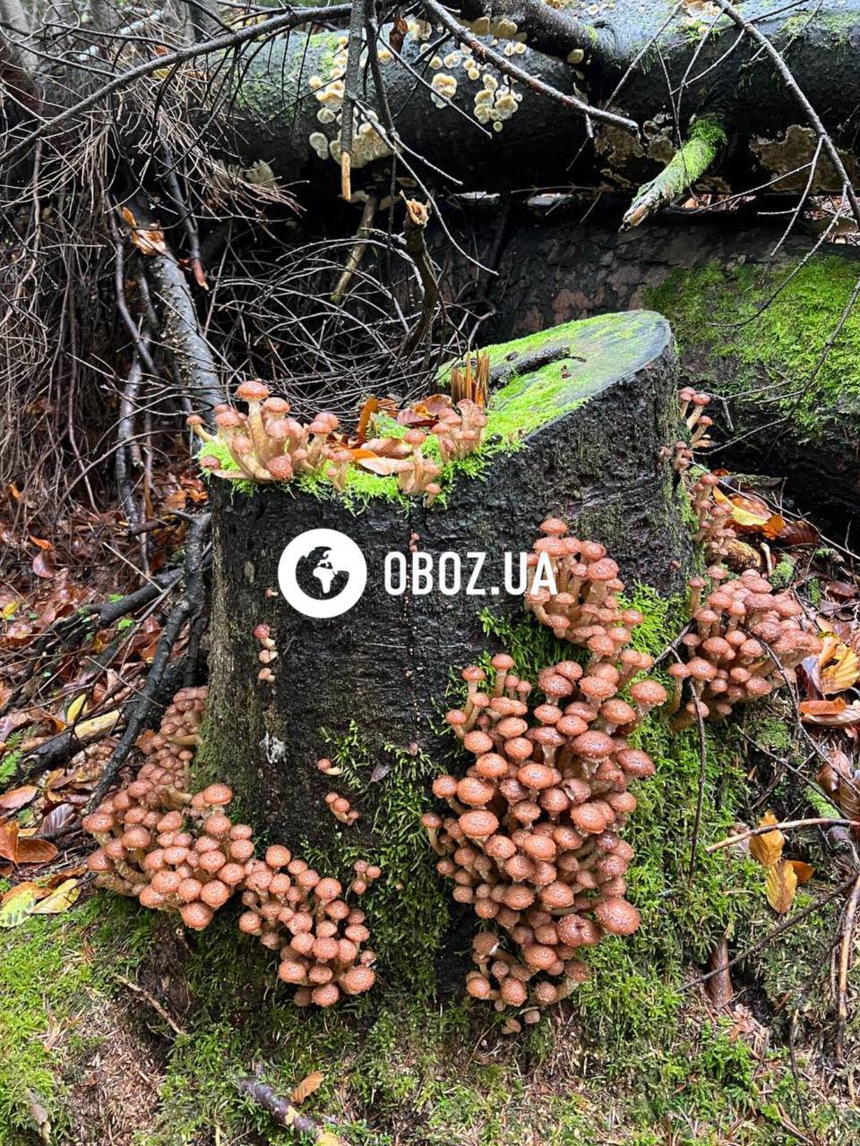 В Карпатах нашли впечатляющие места, где растут опята: вы такого еще не видели. Фото