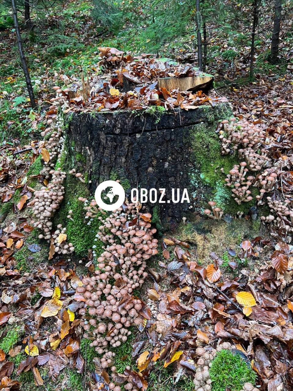 В Карпатах нашли впечатляющие места, где растут опята: вы такого еще не видели. Фото