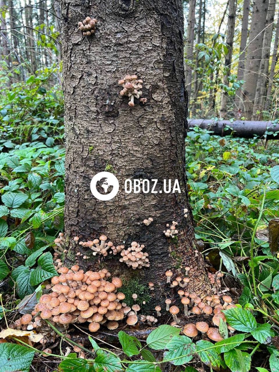 В Карпатах нашли впечатляющие места, где растут опята: вы такого еще не видели. Фото