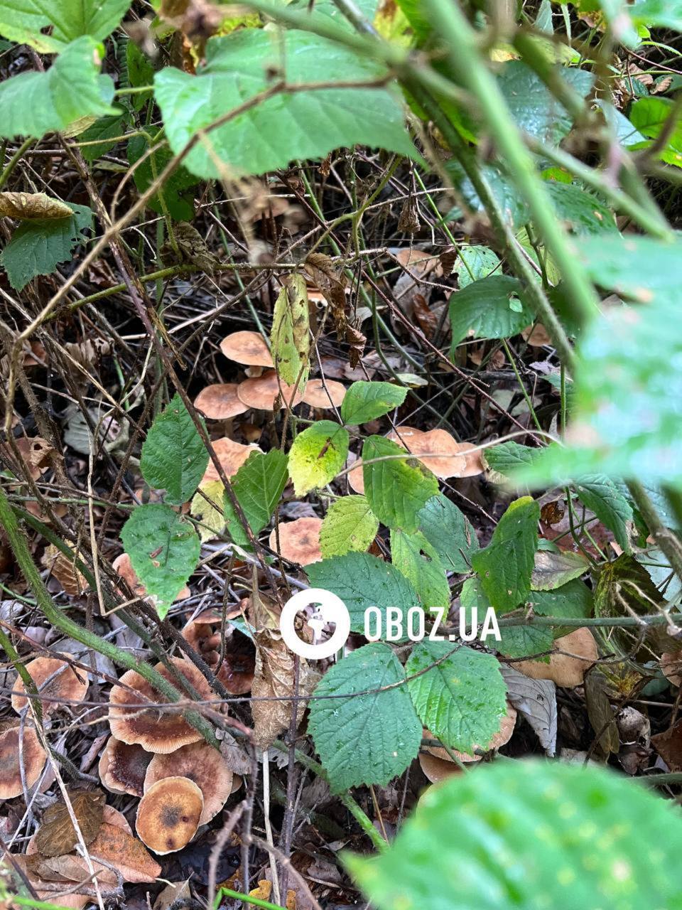 В Карпатах нашли впечатляющие места, где растут опята: вы такого еще не видели. Фото