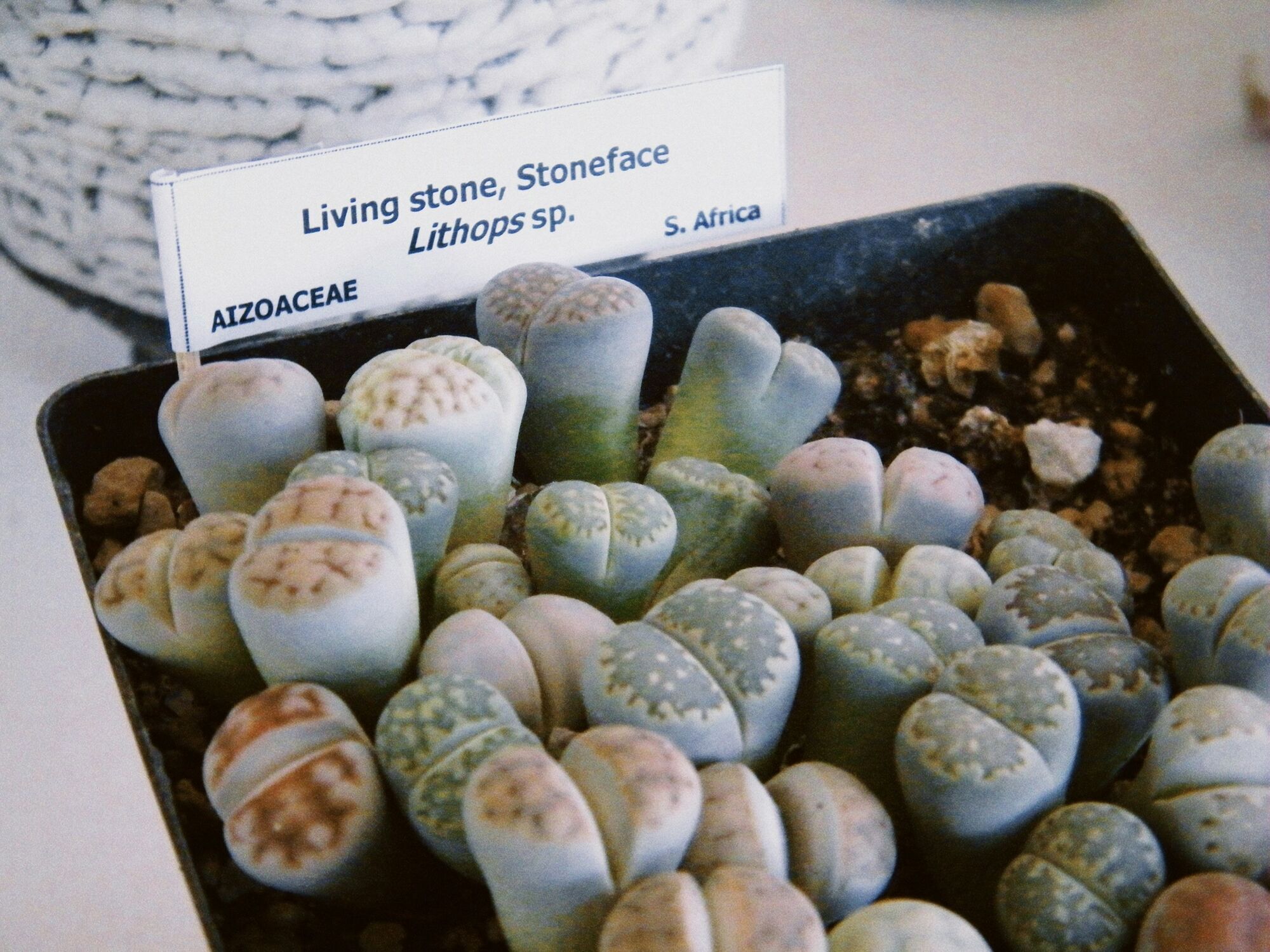 Могут расти более 50 лет: названы самые выносливые суккуленты