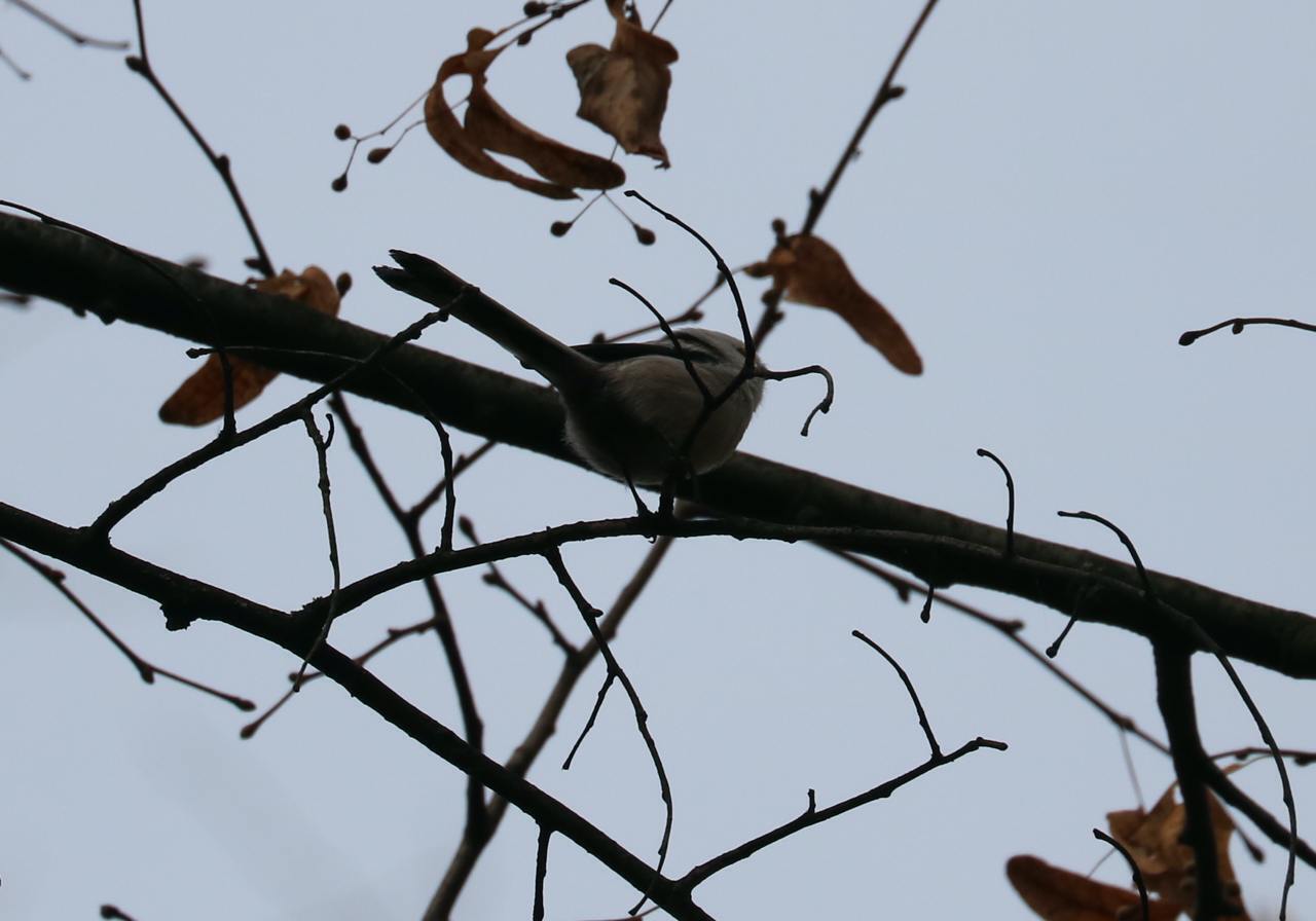 В парке в Ивано-Франковске заметили самую маленькую птицу Украины. Фото