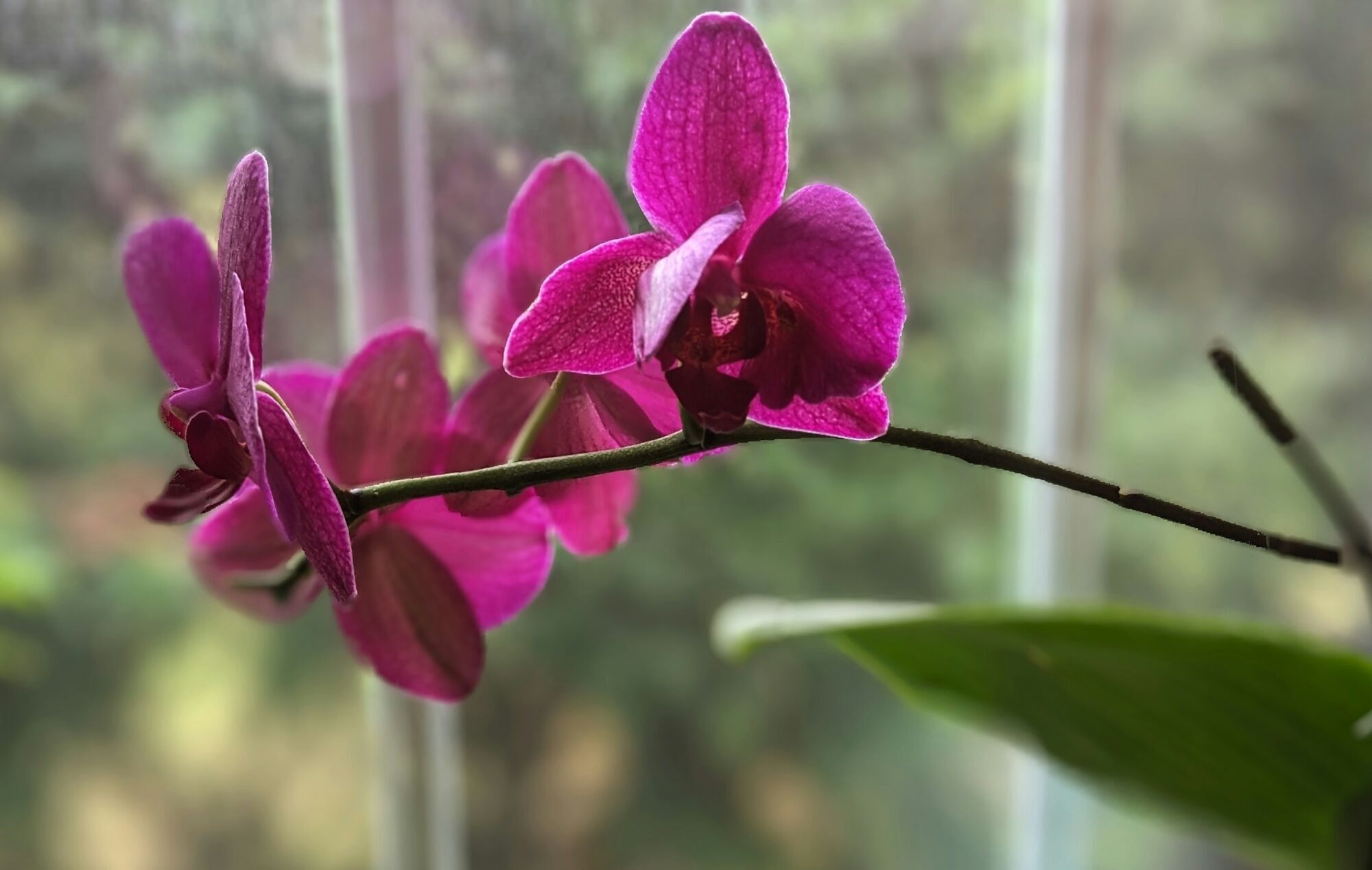 Что делать, чтобы орхидеи пышно цвели зимой: одна ошибка может все испортить