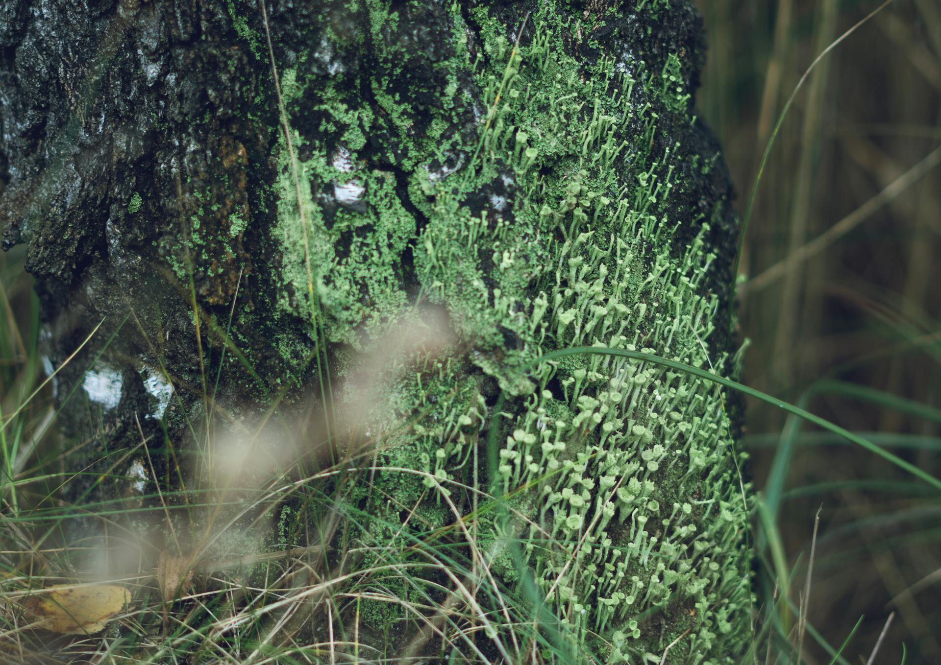 Как защитить деревья от мха и лишайников: советы для дачи
