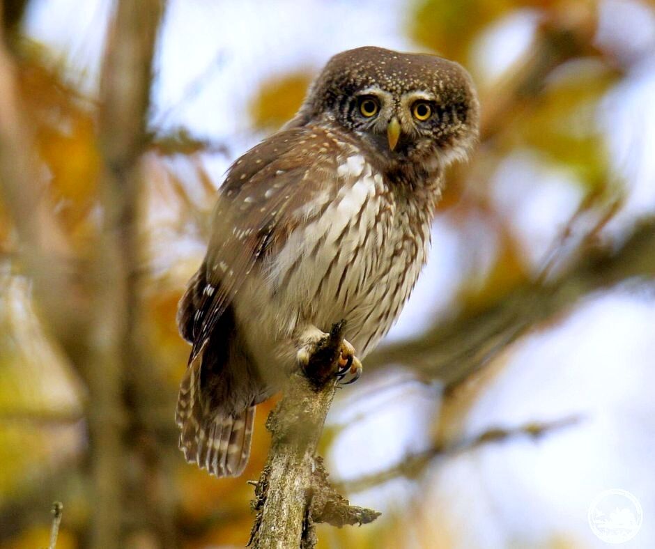 Настоящий хищник: в лесах Чернобыля заметили самую маленькую сову Украины. Фото