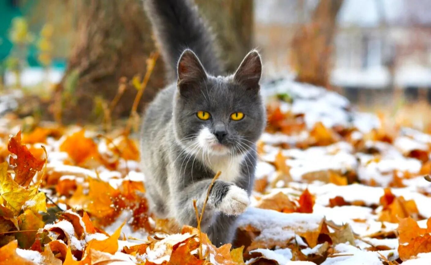 Лютая зима отменяется? Синоптики призвали не делать преждевременных выводов