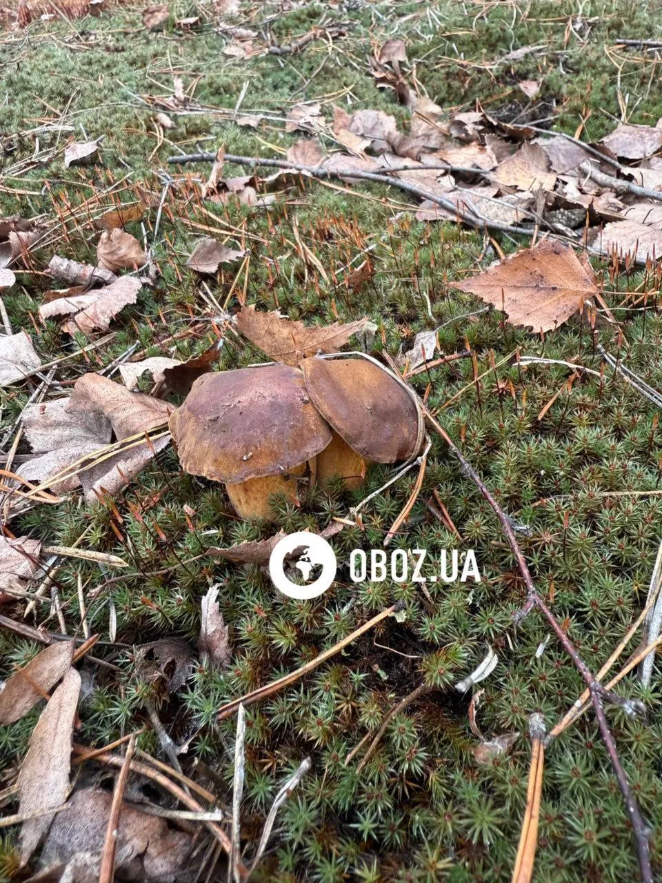 В Україні росте польський гриб: як його розпізнати і звідки така назва. Фото