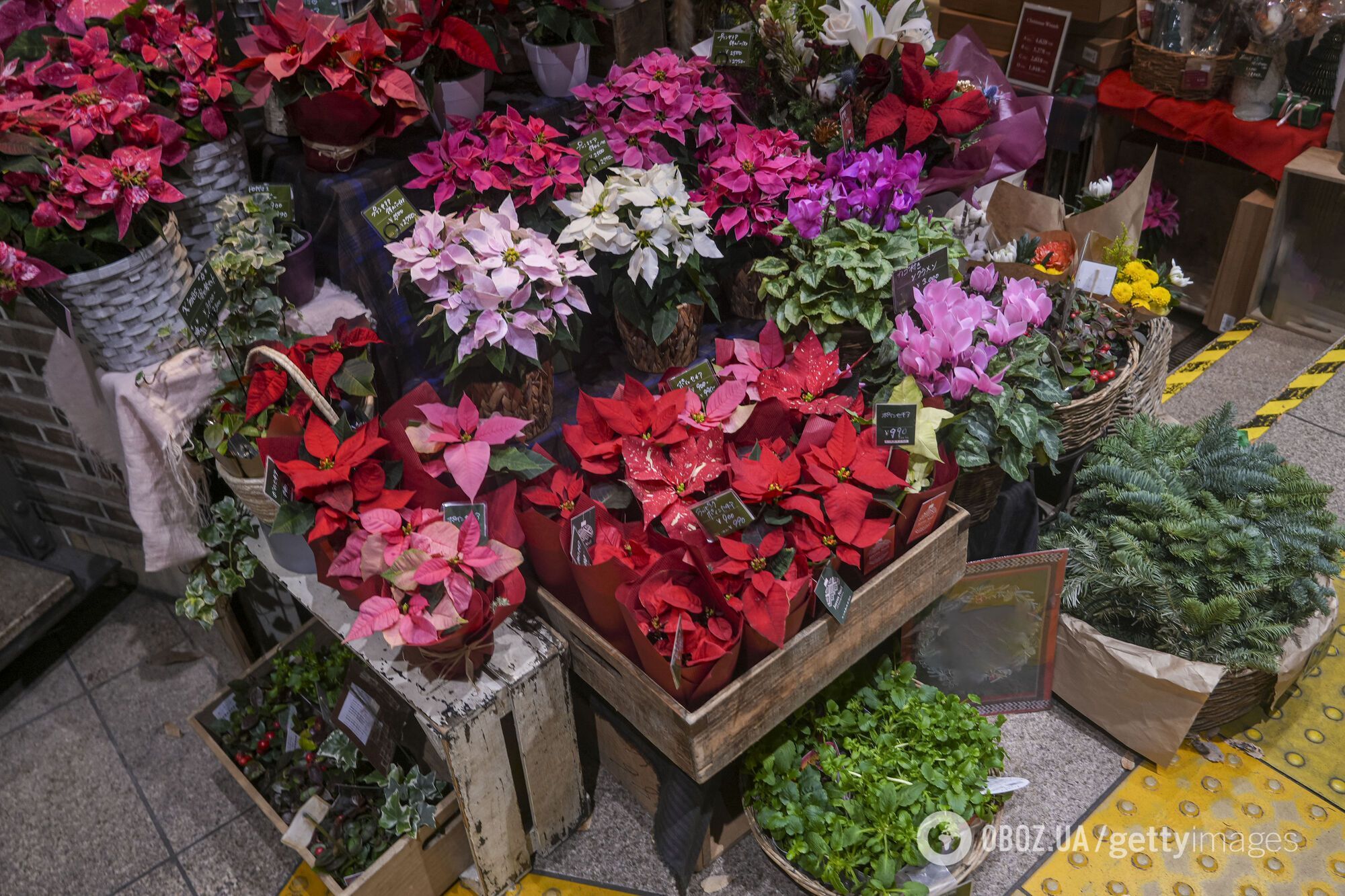 Как сделать, чтобы пуансеттия не осыпалась через несколько дней: секрет долгого цветения