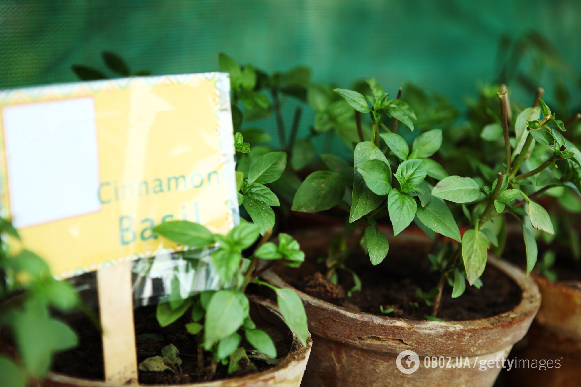 Пахнут выпечкой: какие растения посадить дома для праздничных ароматов