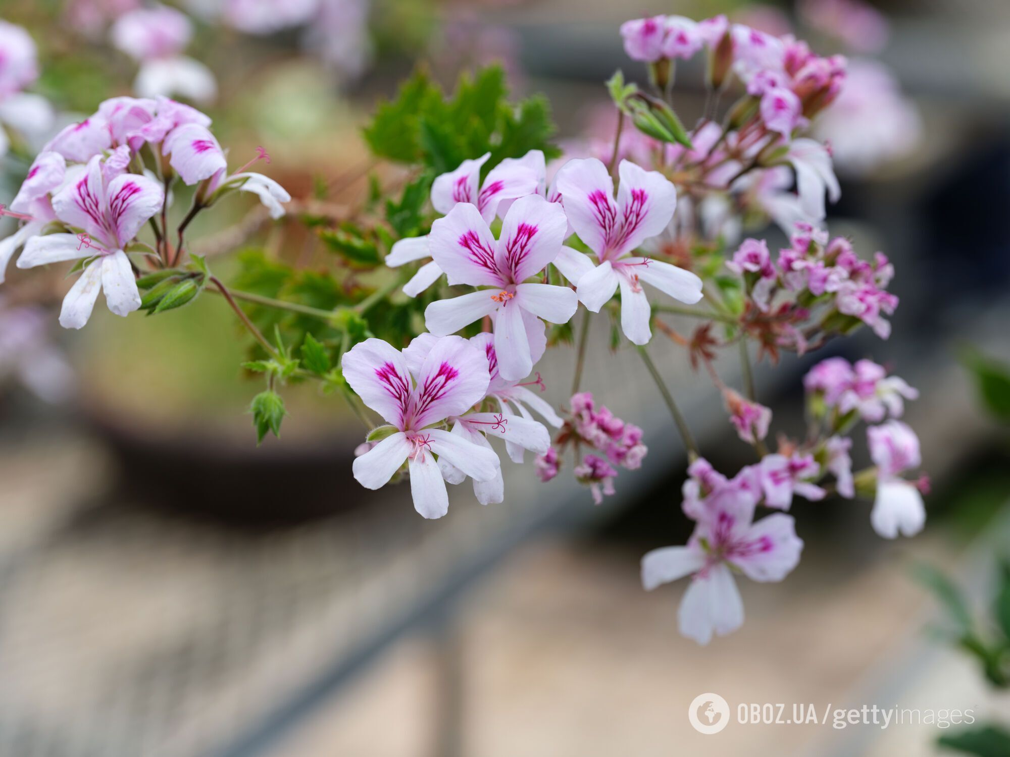 Пахнут выпечкой: какие растения посадить дома для праздничных ароматов