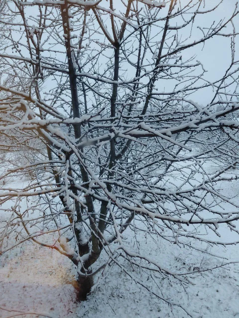 Пришла зима: в Украине в ряде областей выпал снег. Фото и видео