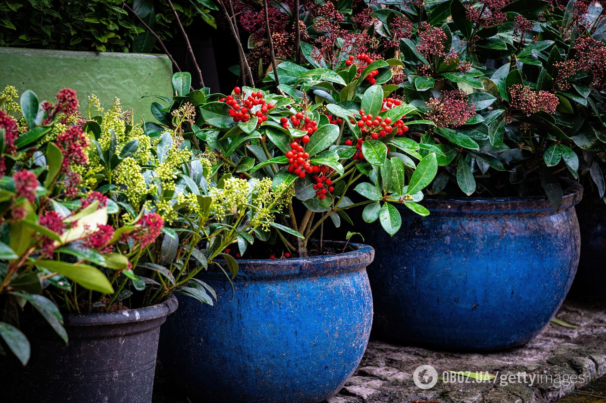 Альтернатива пуансеттии: названо рождественское растение, которое живет гораздо дольше