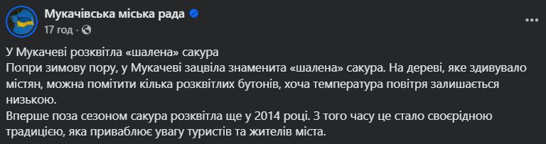 У Мукачеві в грудні розцвіла "шалена" сакура. Фото