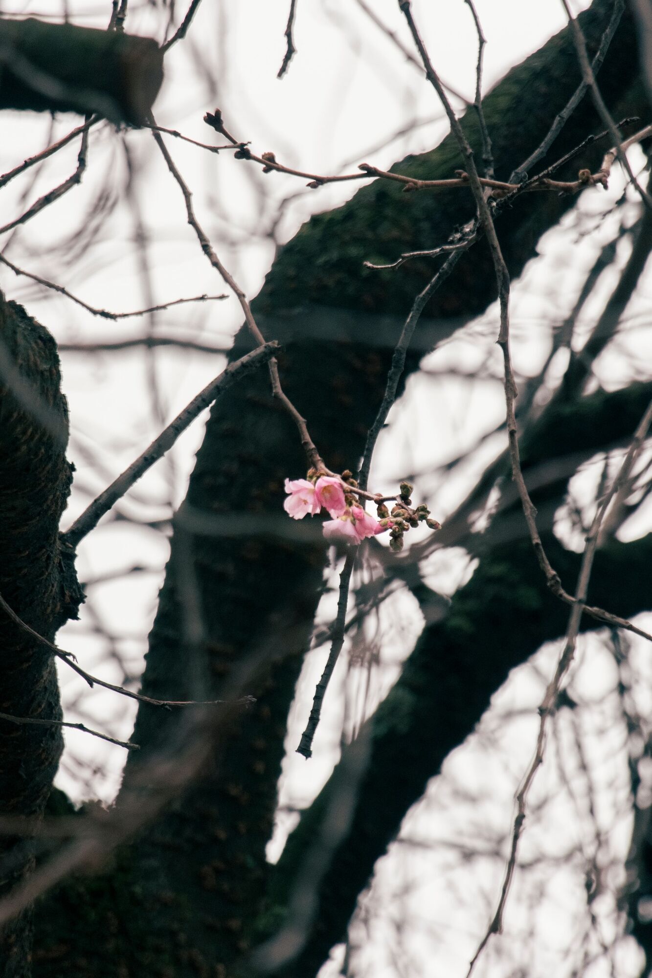 У Мукачеві в грудні розцвіла "шалена" сакура. Фото