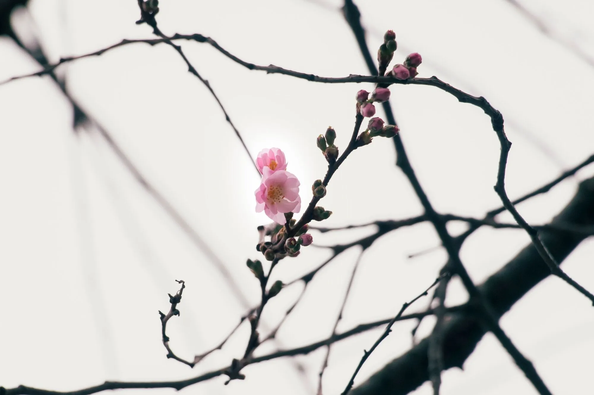 У Мукачеві в грудні розцвіла "шалена" сакура. Фото