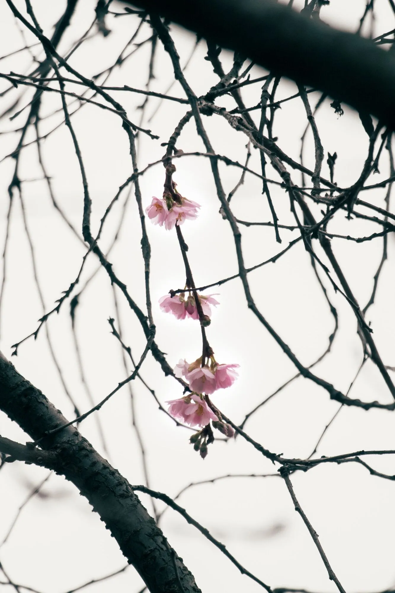 У Мукачеві в грудні розцвіла "шалена" сакура. Фото