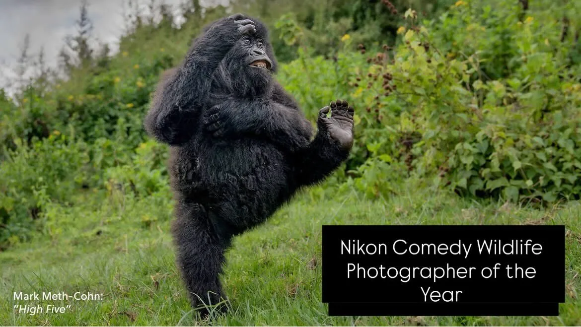 Обране найсмішніше фото дикої природи за 2025 рік: неможливо не посміхнутися