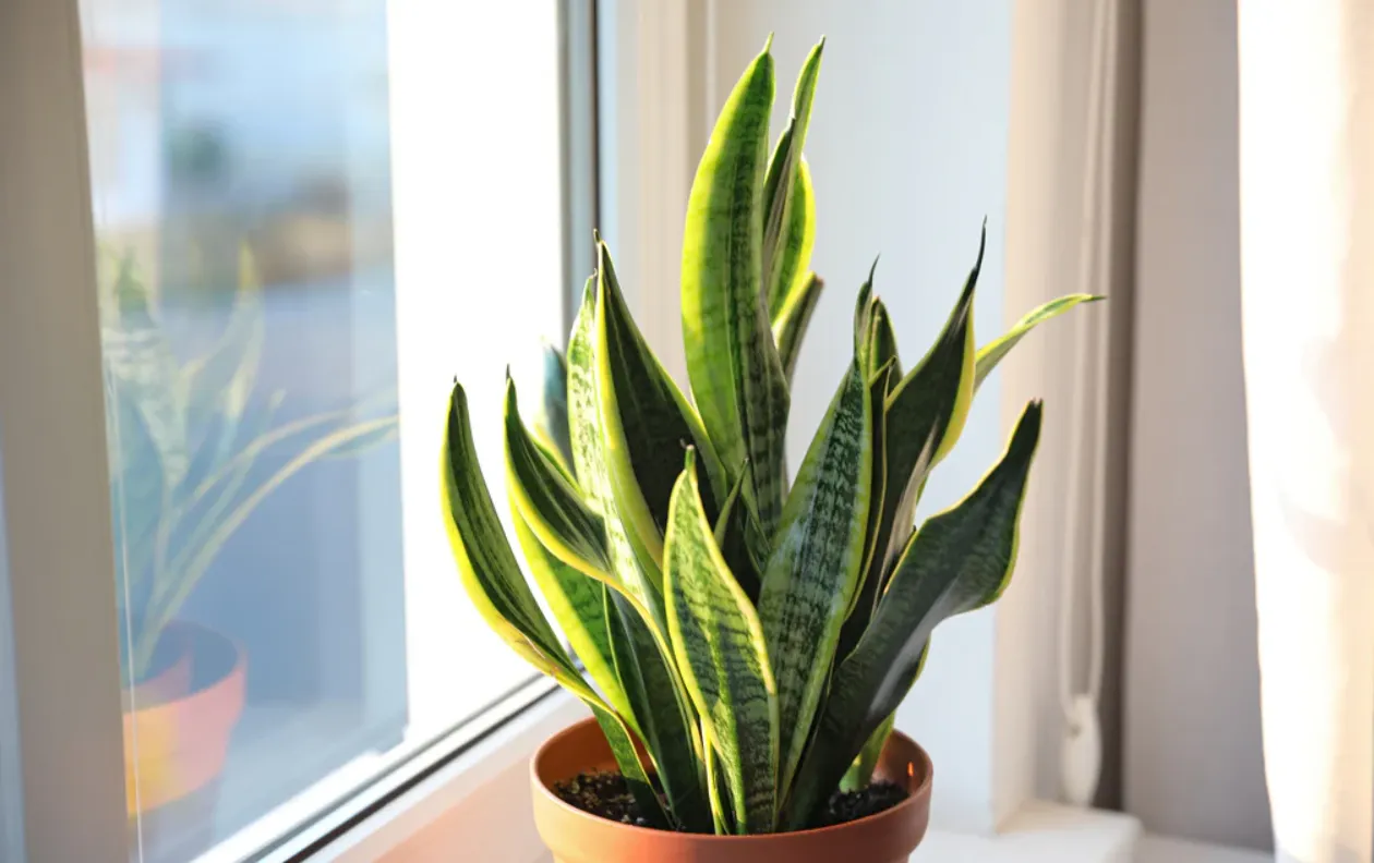 Які квіти можна поставити у ванній: види, що обожнюють вологу