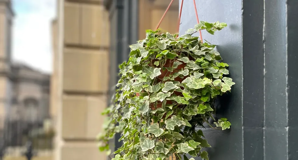 Які квіти можна поставити у ванній: види, що обожнюють вологу