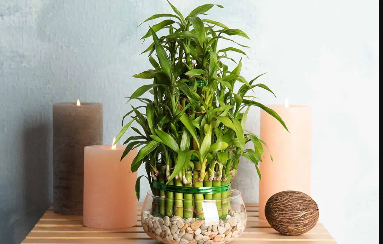 Які квіти можна поставити у ванній: види, що обожнюють вологу