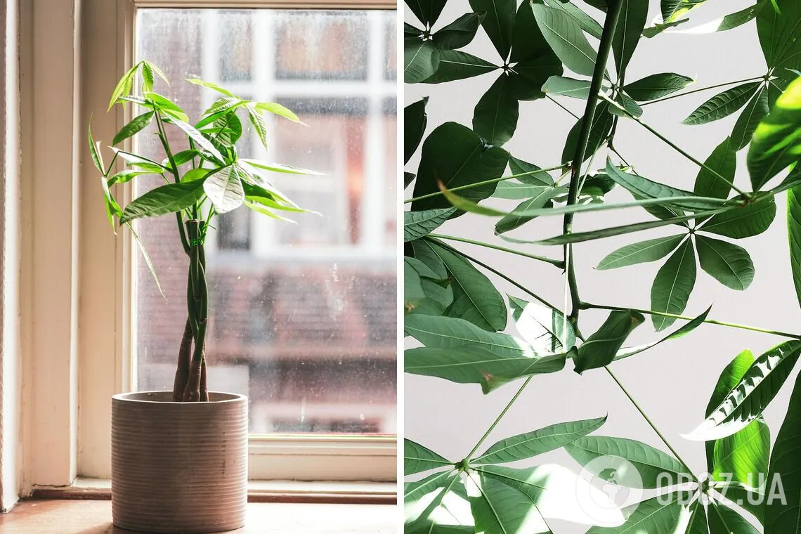 Невибаглива і приносить удачу: названо найкращу кімнатну рослину на 2026 рік