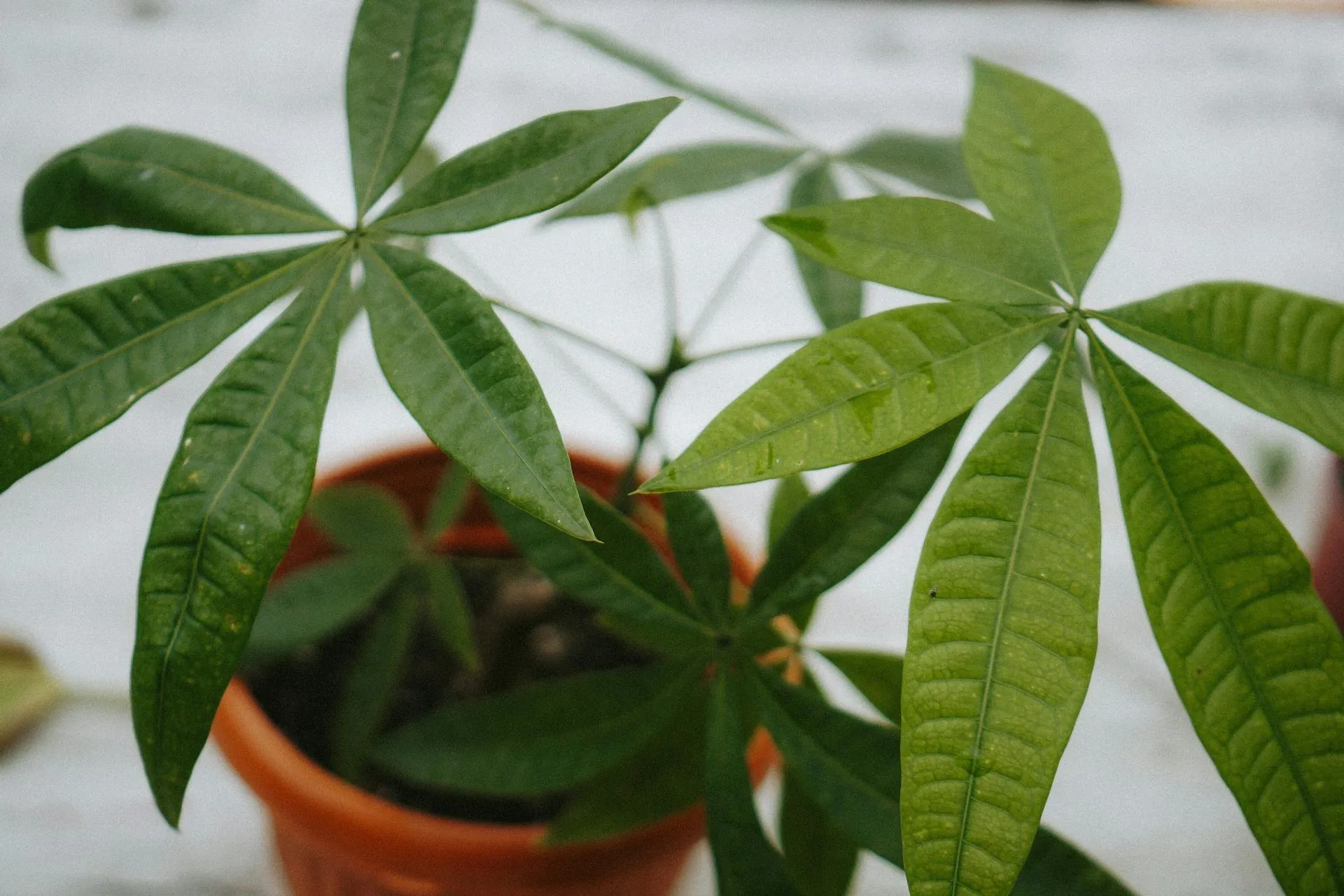 Невибаглива і приносить удачу: названо найкращу кімнатну рослину на 2026 рік