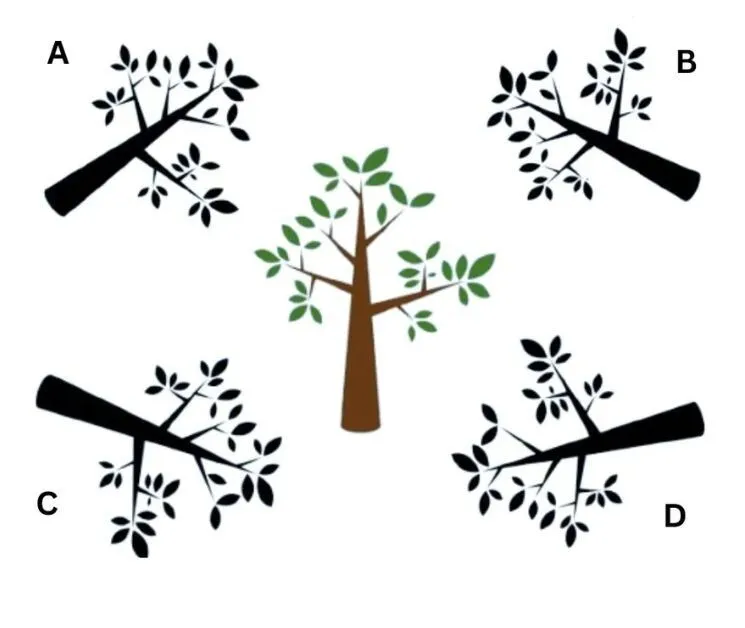 Яка тінь правильна? Спробуйте здогадатися за 9 секунд