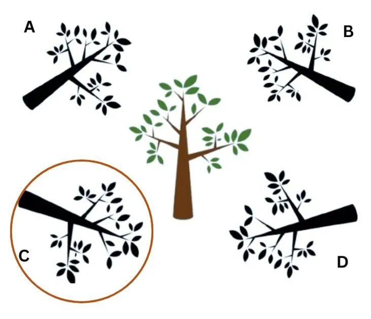 Яка тінь правильна? Спробуйте здогадатися за 9 секунд