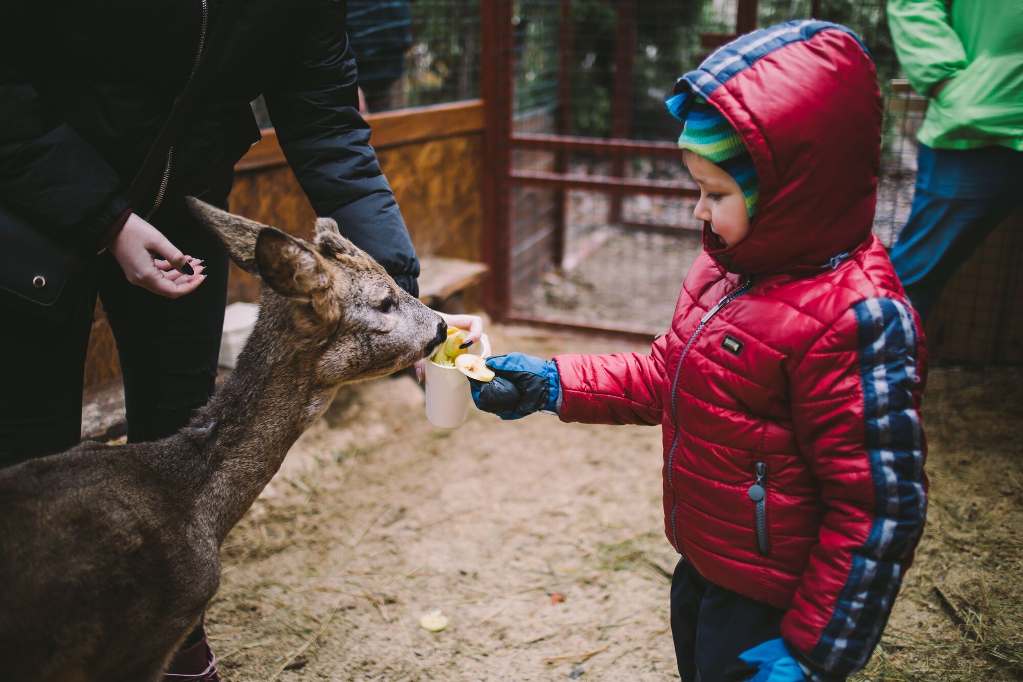Самый большой каток, резиденция Санты и световые инсталляции: чем удивит "Зимняя страна" на ВДНХ в Киеве