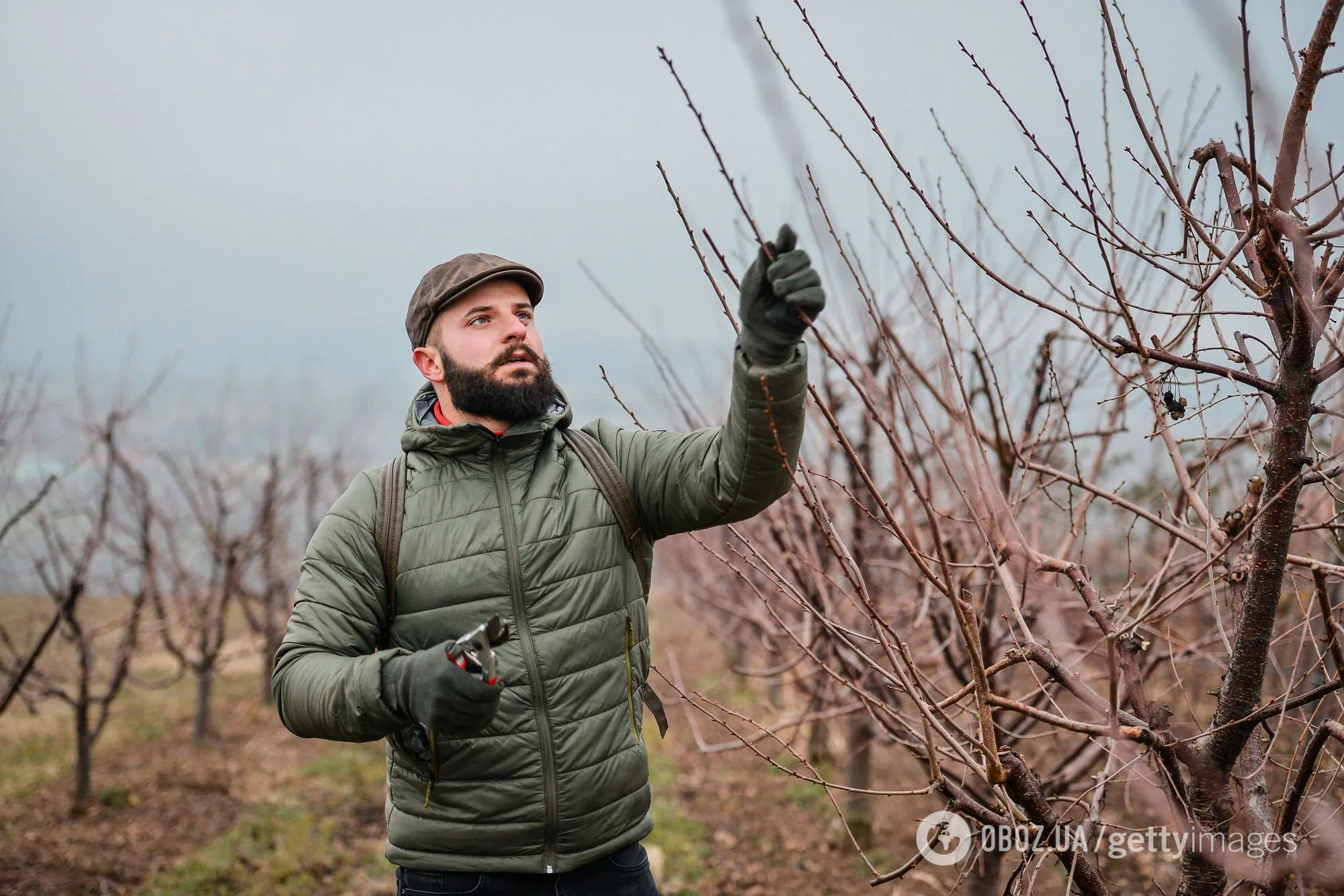 Які рослини в саду обовʼязково треба обрізати у грудні: список