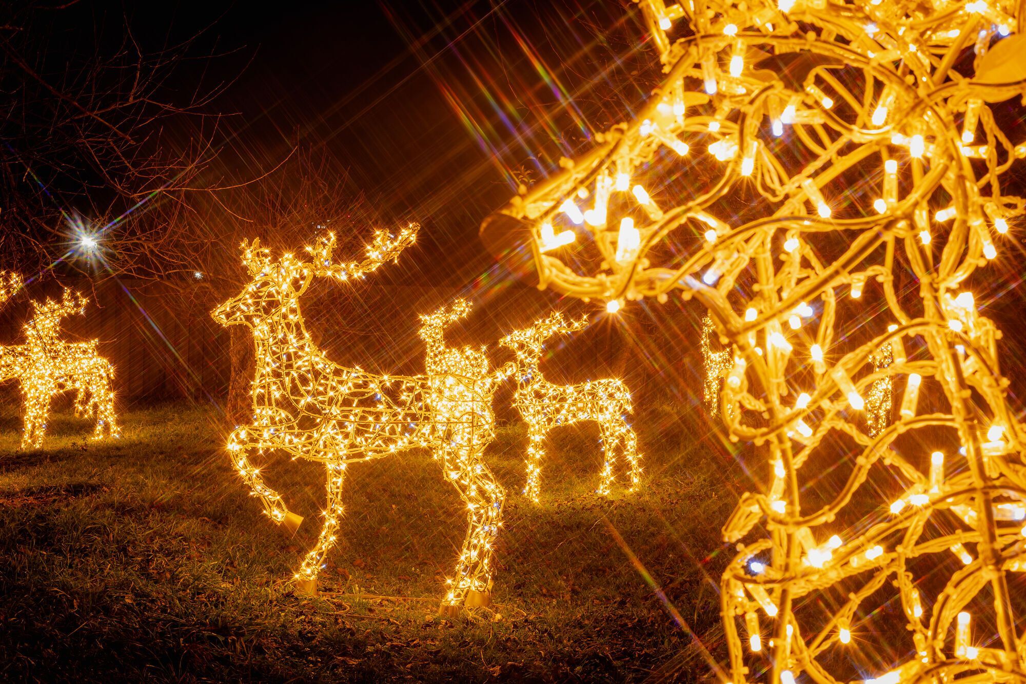 Самый большой каток, резиденция Санты и световые инсталляции: чем удивит "Зимняя страна" на ВДНХ в Киеве