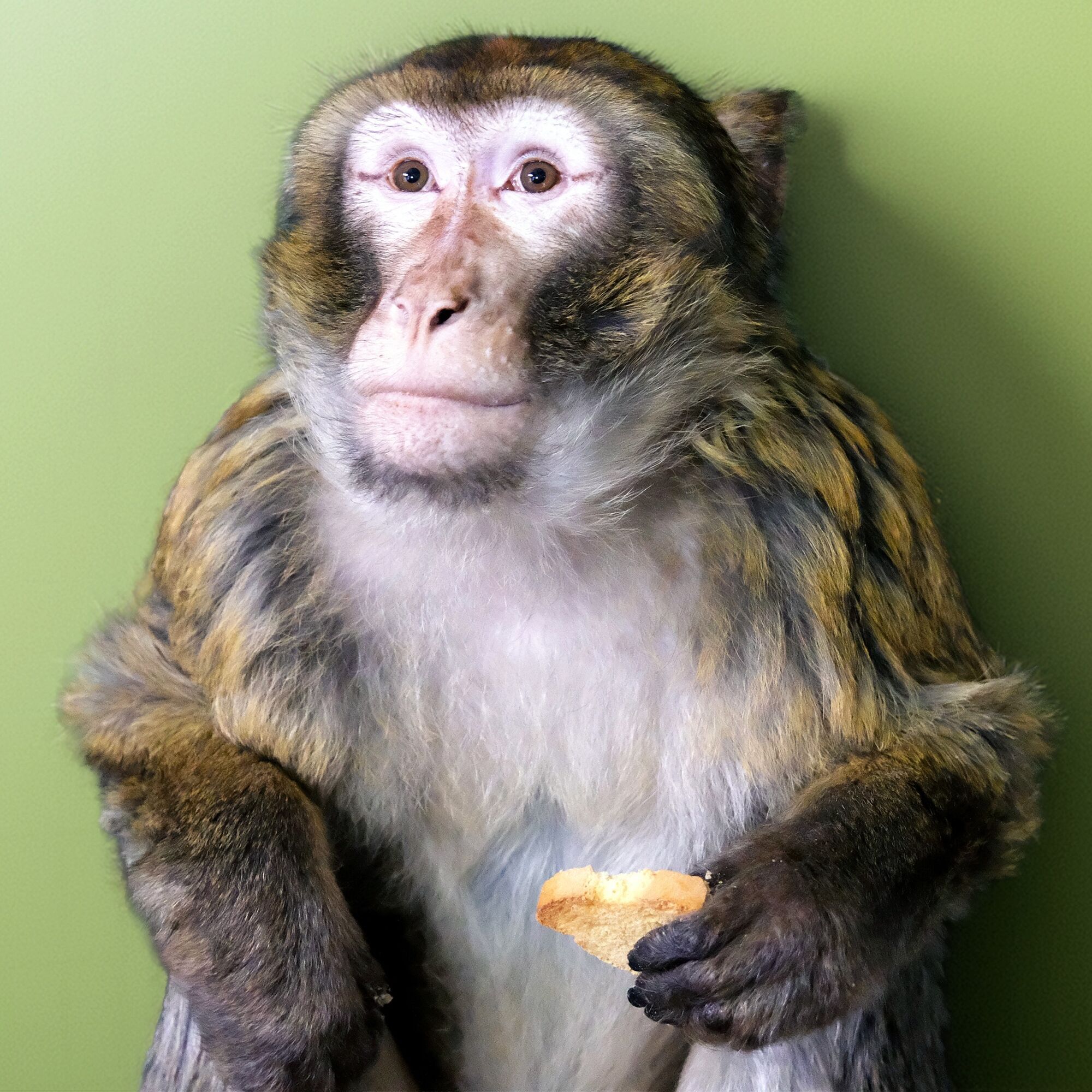 Под Киевом волонтеры спасли лесную макаку, которая сбежала от владельцев и бегала по улицам. Фото