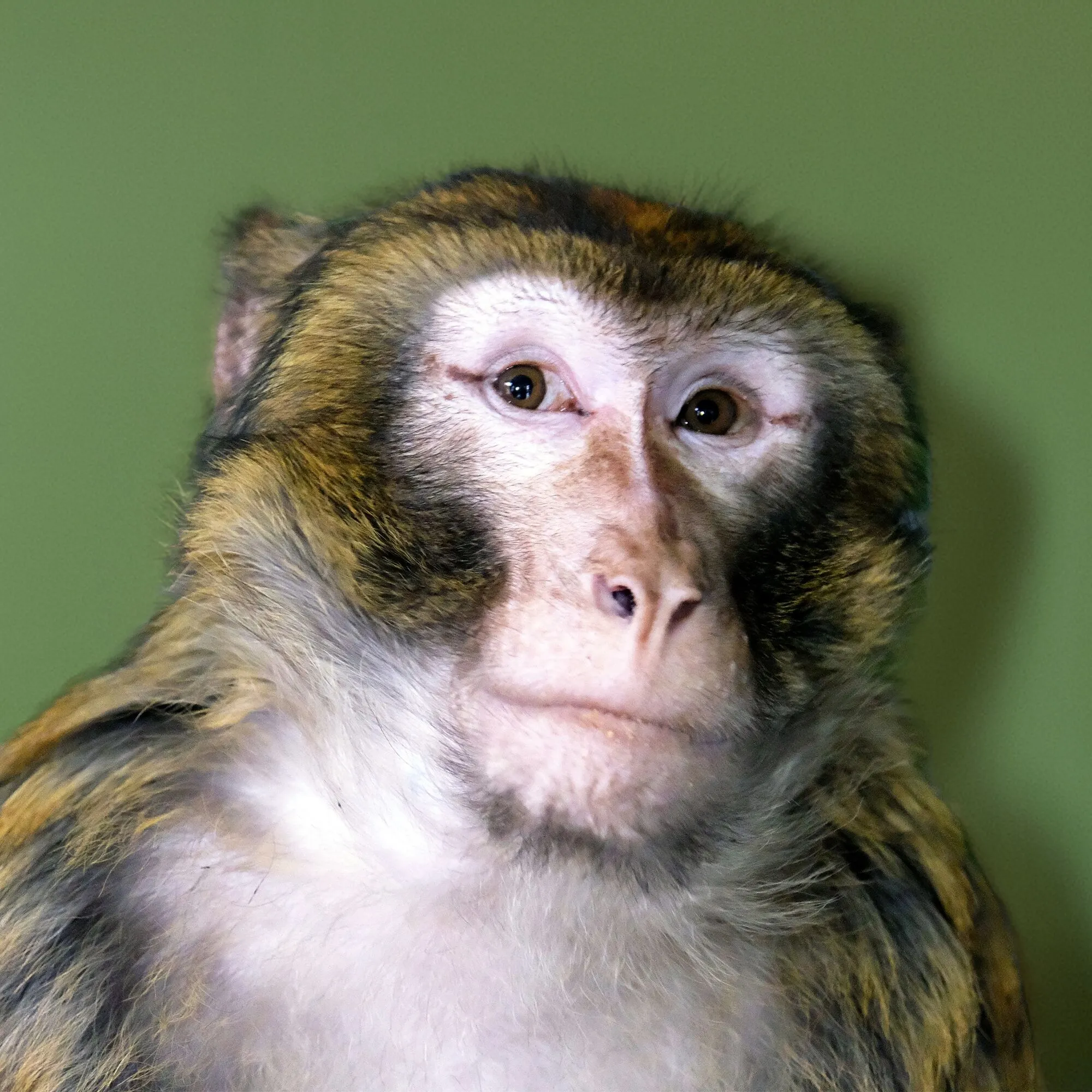 Под Киевом волонтеры спасли лесную макаку, которая сбежала от владельцев и бегала по улицам. Фото