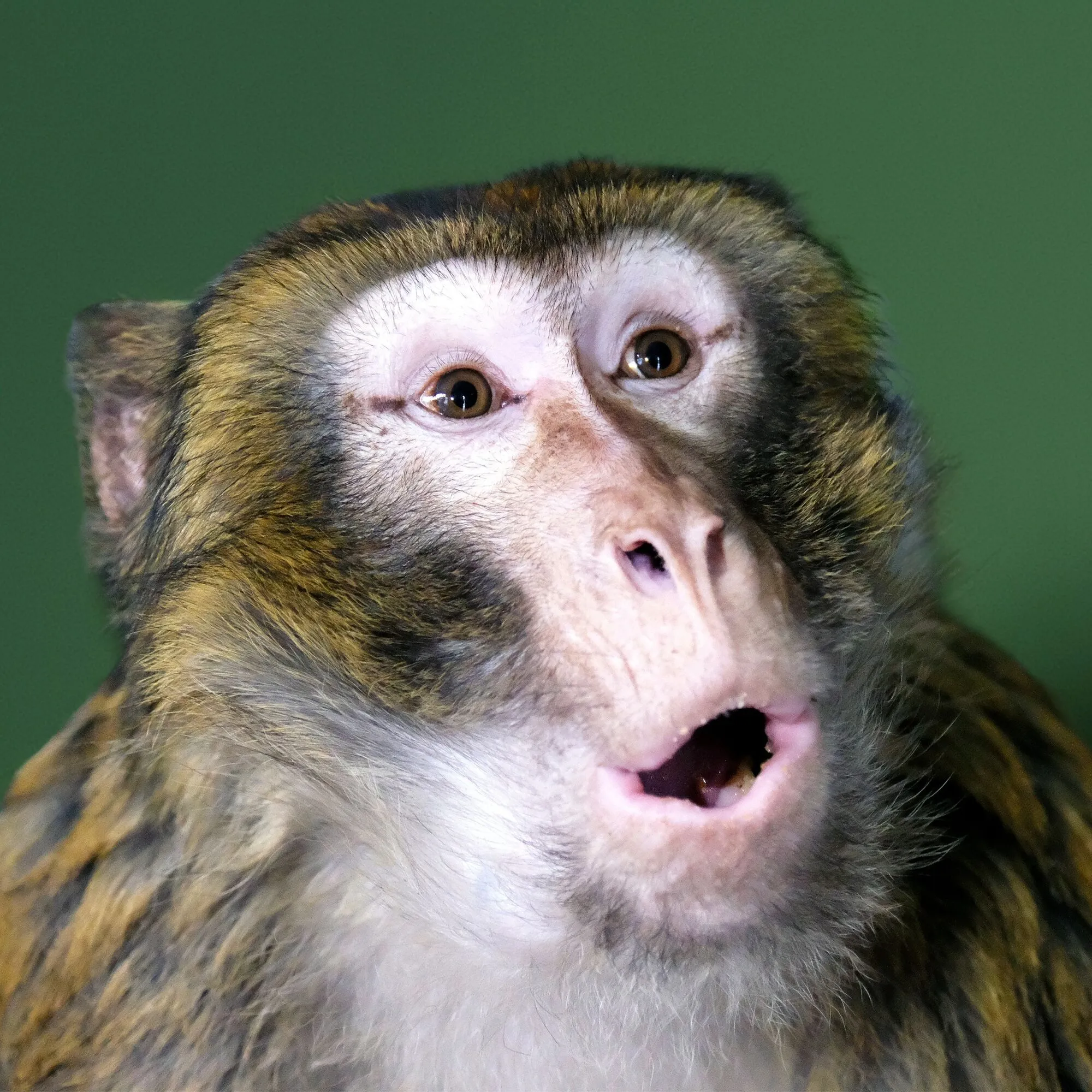 Под Киевом волонтеры спасли лесную макаку, которая сбежала от владельцев и бегала по улицам. Фото