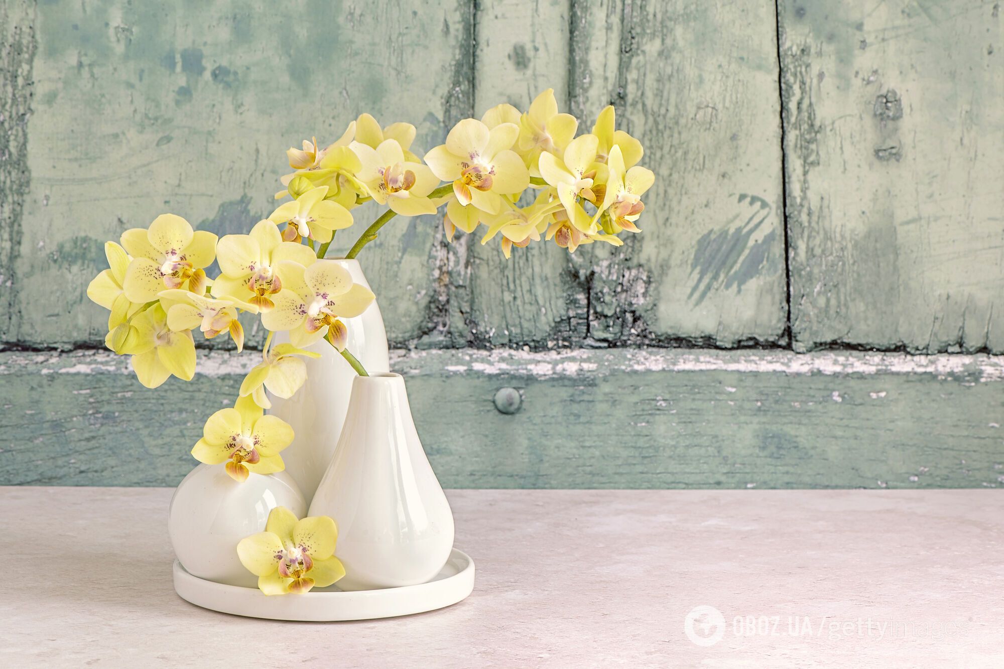 Как правильно пересадить орхидею, чтобы продолжала регулярно цвести