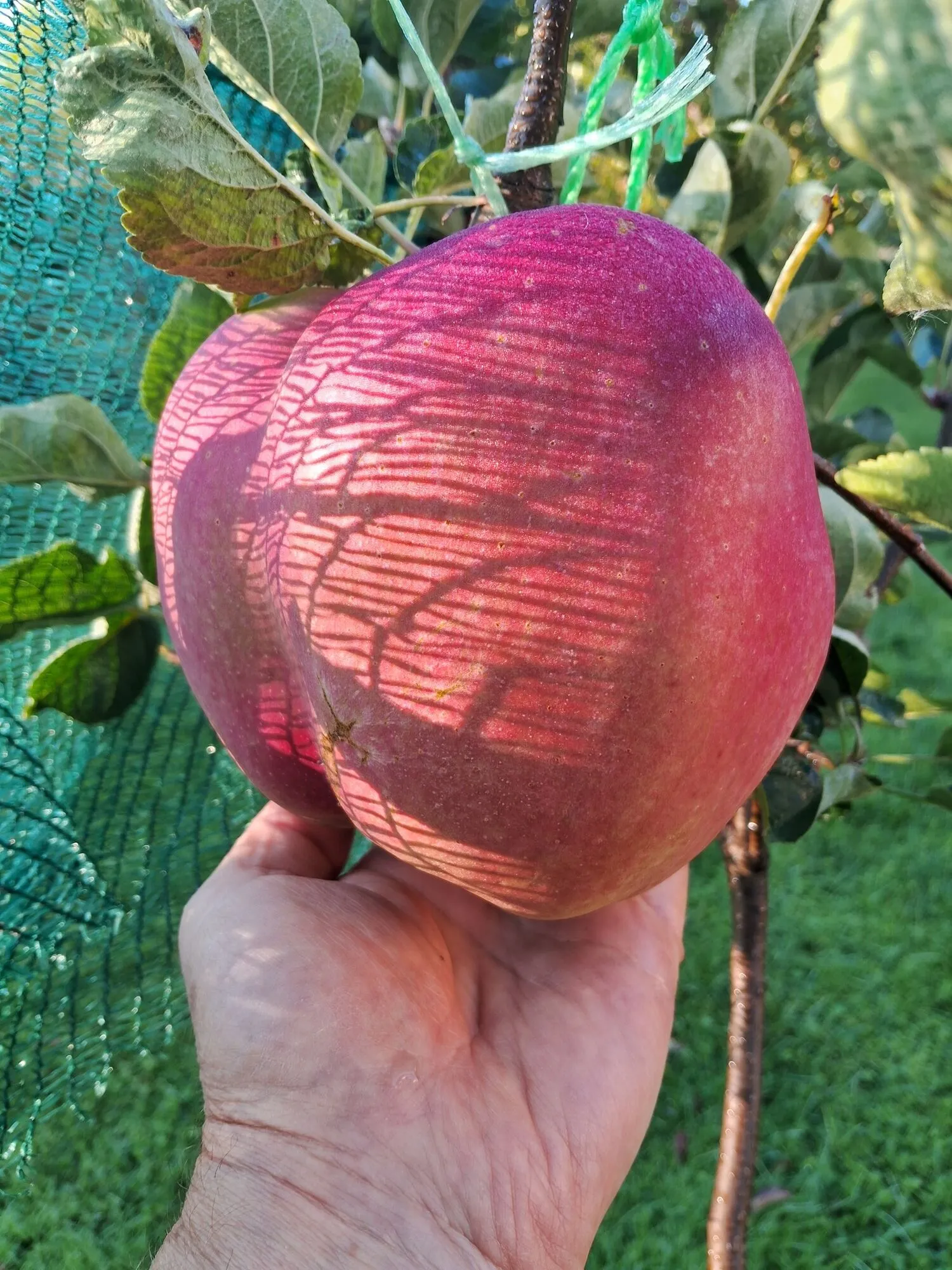 Киянин виростив найбільше яблуко в Україні і встановив рекорд: яка його вага. Фото