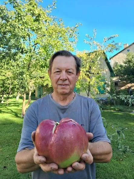 Киянин виростив найбільше яблуко в Україні і встановив рекорд: яка його вага. Фото