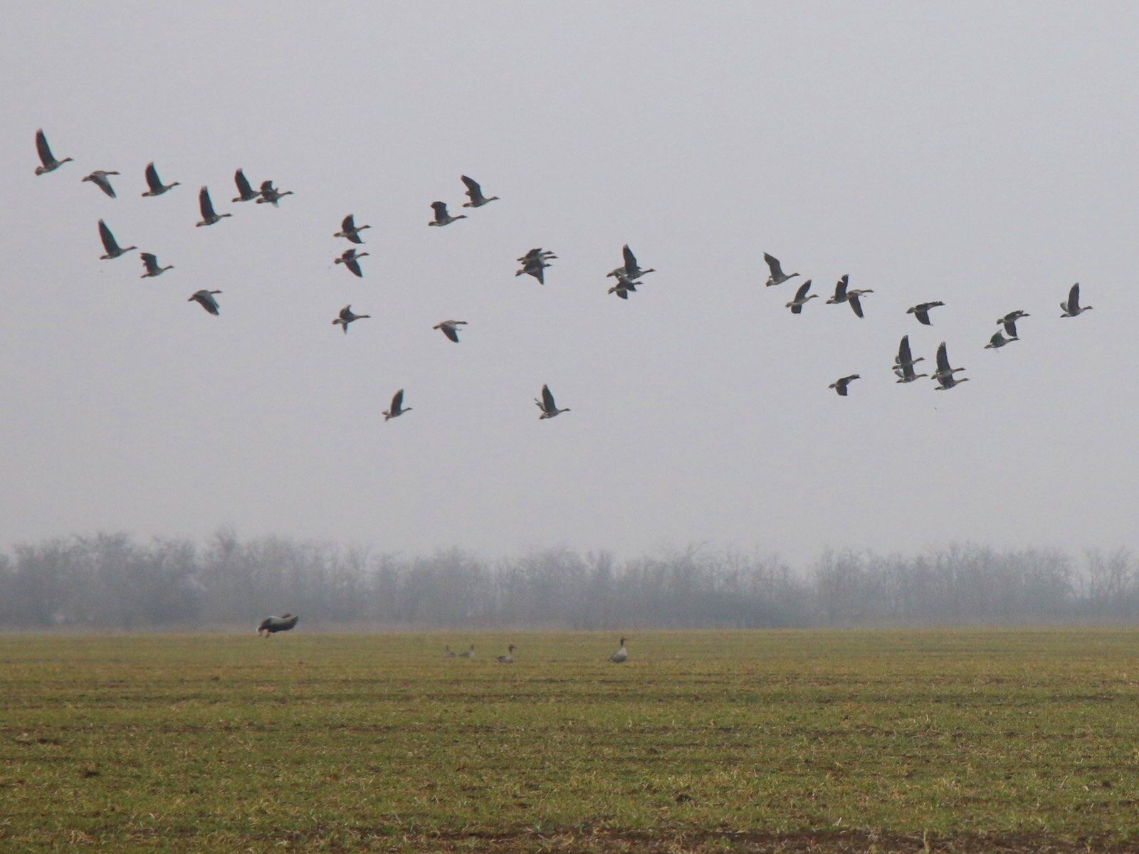 Преодолели 6 тыс. км: в Одесскую область из тундры прилетели сотни гусей. Фото и видео