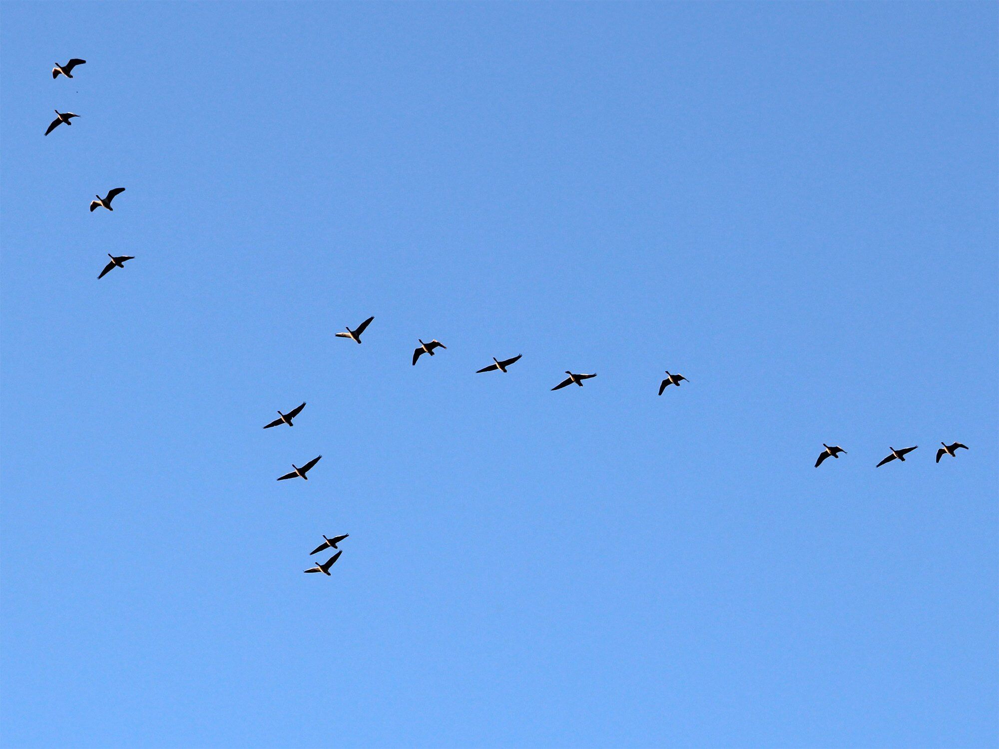 Преодолели 6 тыс. км: в Одесскую область из тундры прилетели сотни гусей. Фото и видео