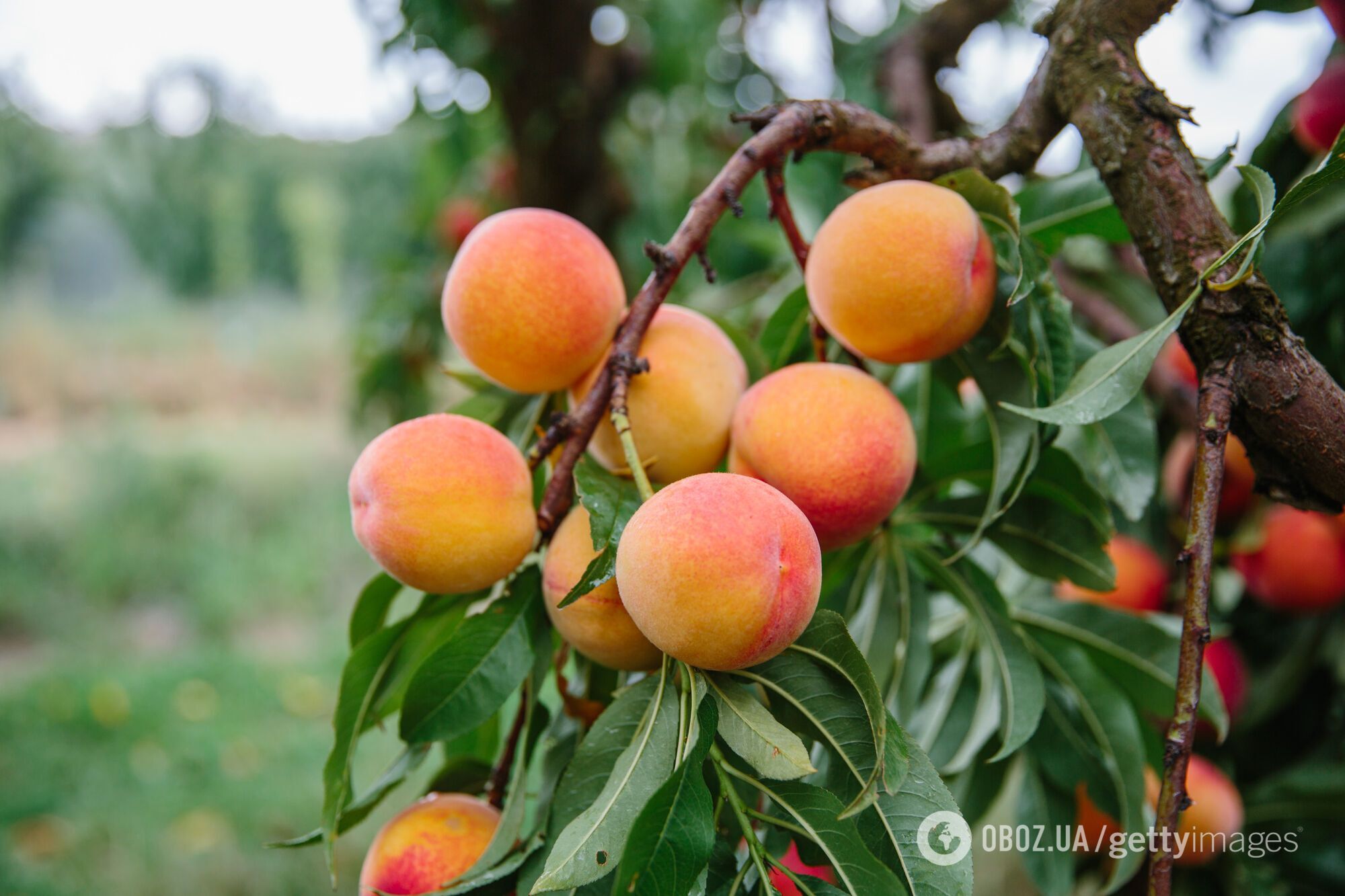 Коли треба обрізати персики: урожай приємно вразить