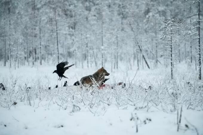 В Финляндии пожаловались, что волки массово уничтожают оленей: при чем здесь война в Украине