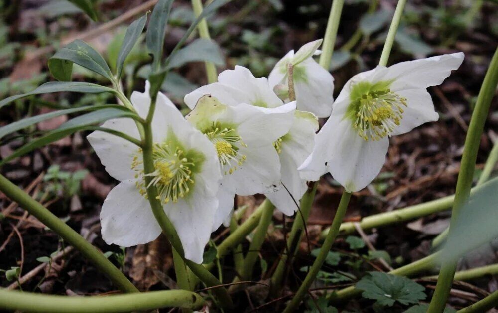 У Дніпрі зацвіла "морозна троянда", здатна викликати сильне отруєння. Фото
